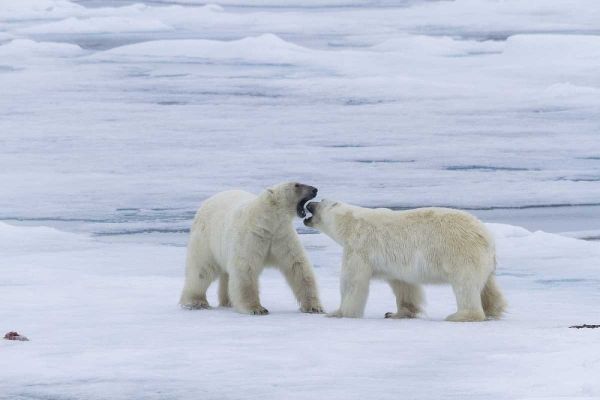Norway, Svalbard Two polar bears on sea ice